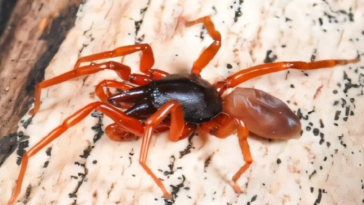 Hoe één spin op de Canarische Eilanden de helft van zijn dna verloor