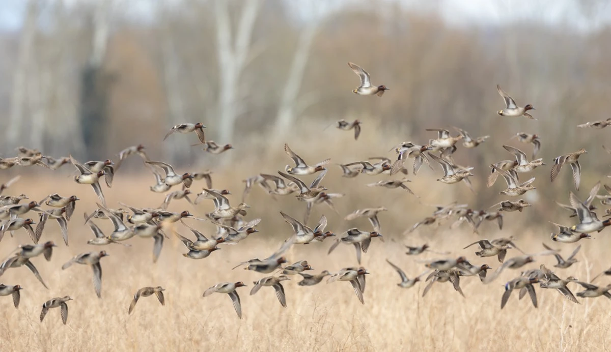 Waarom 19.000 watervogels dit jaar voor toscaanse wetlands kozen