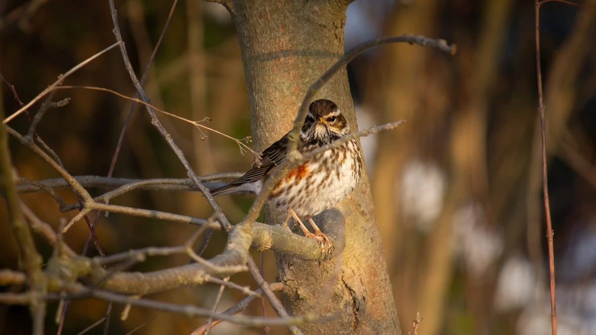 De verwarring tussen de merel en deze zeldzame wintergast