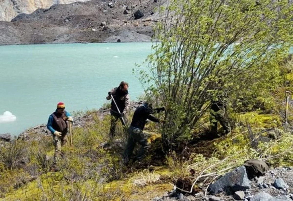 De verrassende reden waarom boswachters negentien bomen bij het Ventisquero Negro meer kappen