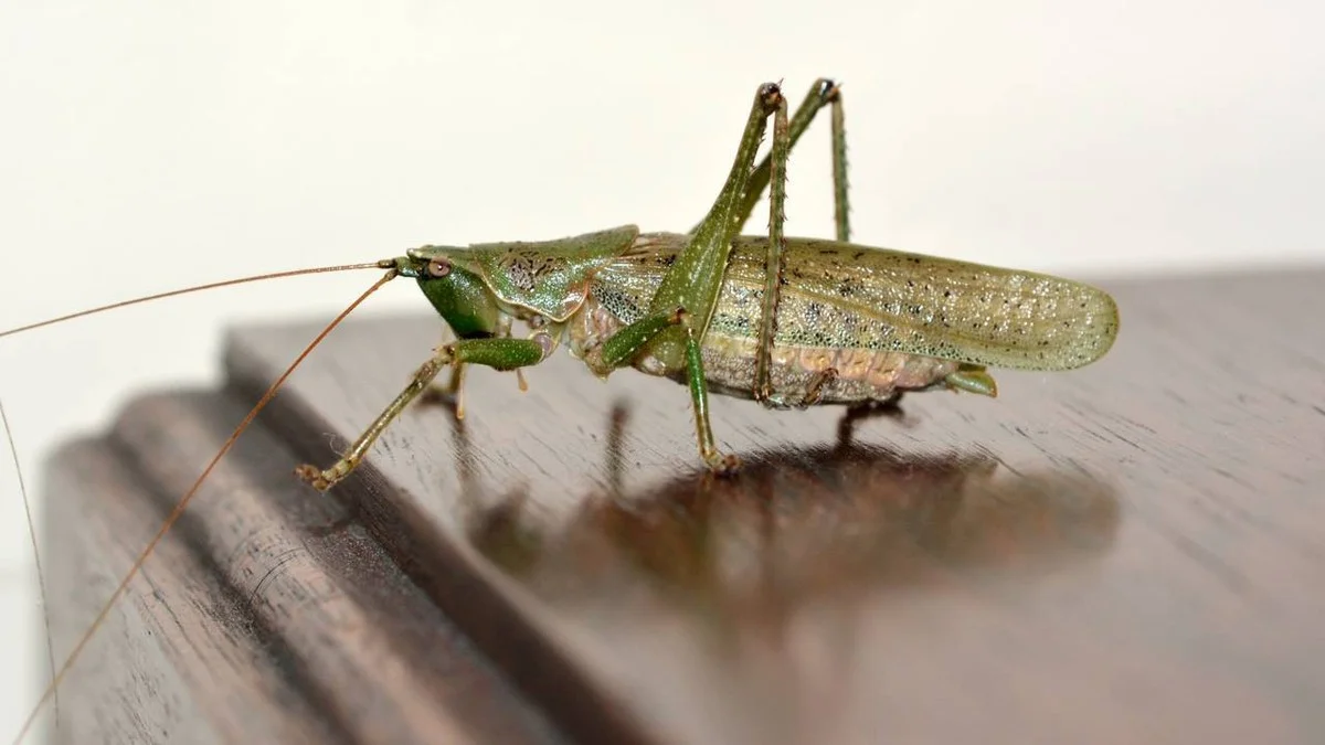 Waarom ervaren bewoners een spons onderin de bloempot leggen