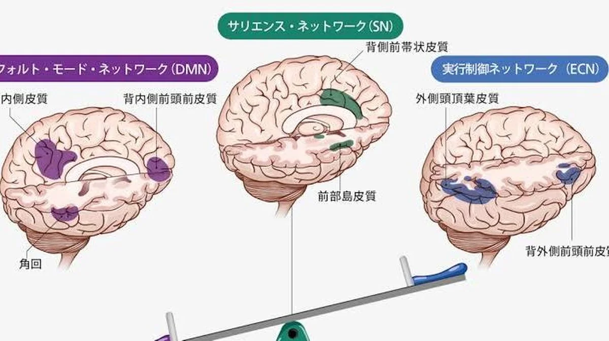 Hoe emotie je ratio voedt: de 3 hersencircuits achter flexibel denken