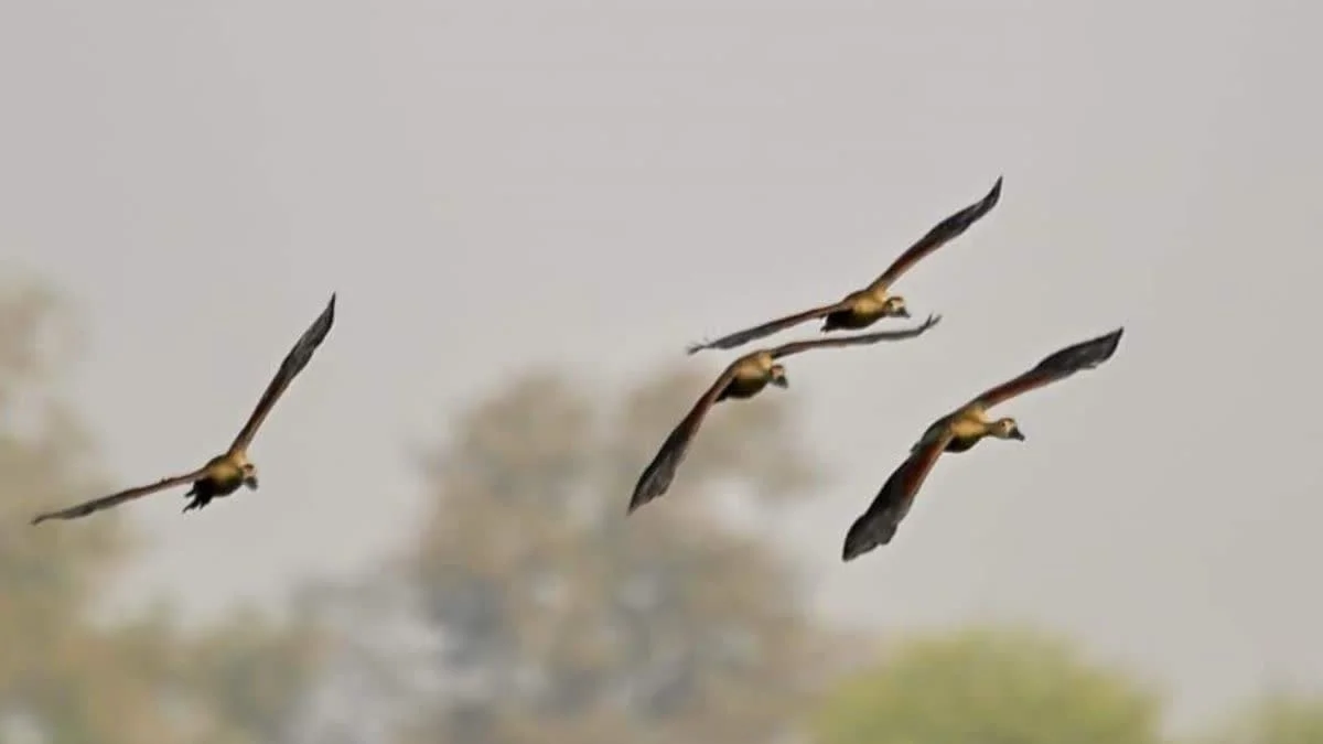 Houd je mond niet over dit verborgen vogelparadijs: het kan je vakantieplannen veranderen
