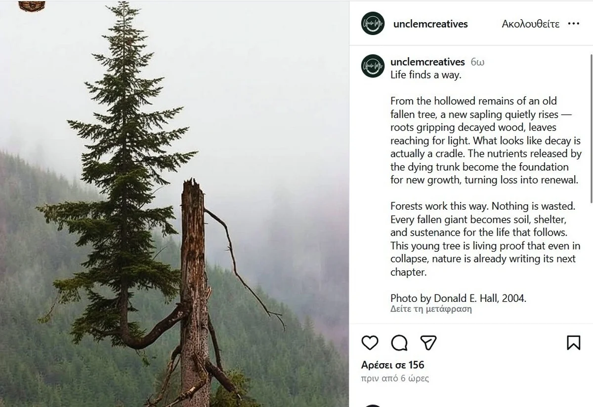 De verborgen truc: hoe een dode boom de basis legt voor nieuw leven