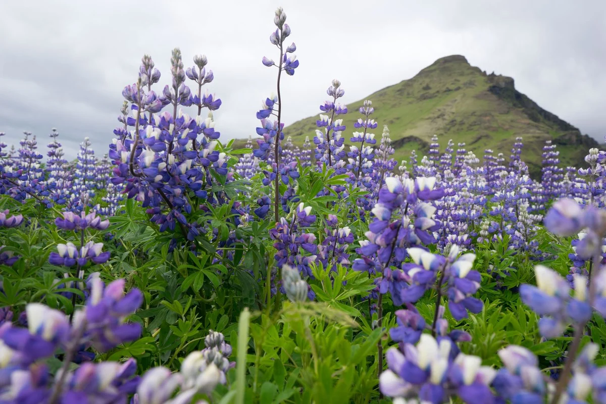waaromdiemooiep-extra-1.webp Waarom die mooie paarse bloem in IJsland stiekem een ecologische ramp is - image 1