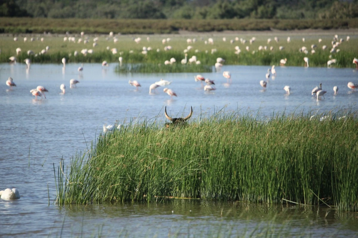 Ontdek de 17 verborgen schuilplaatsen van de Seine-et-Marne wetlands - image 1