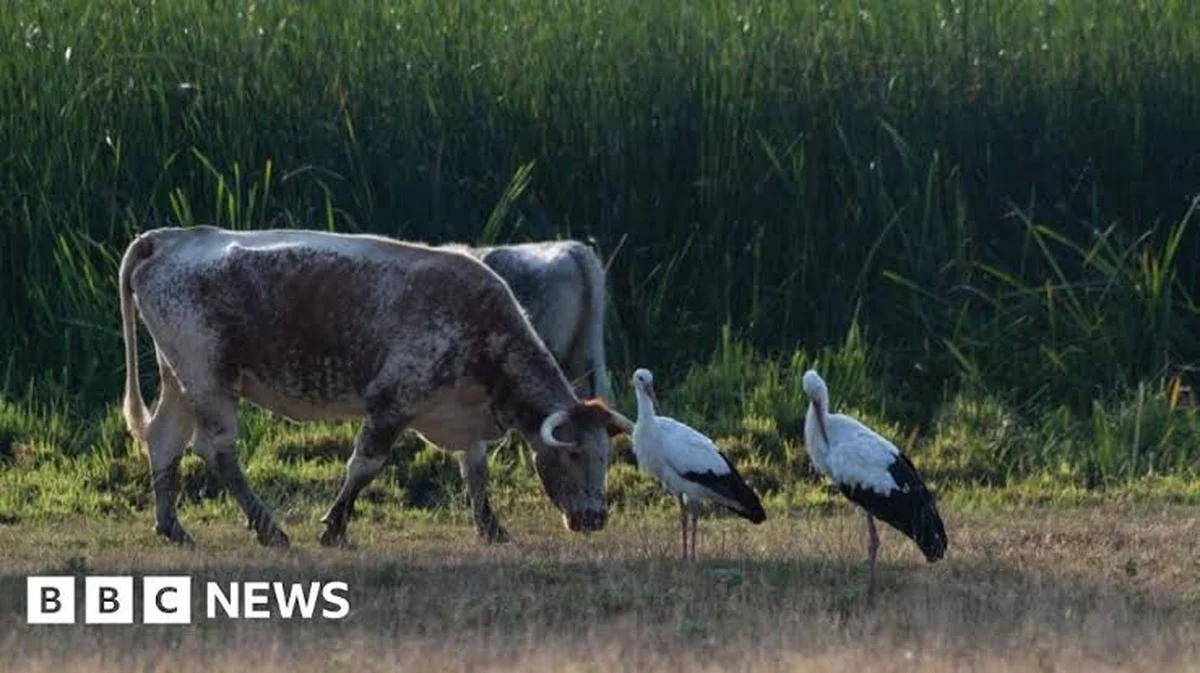 De verbazingwekkende comeback: deze verwaarloosde grond leverde dubbel zoveel soorten op