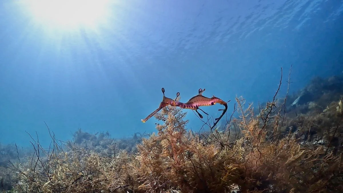 De onderwaterbeelden die laten zien dat Zuid-Australië écht terugvecht na de algenplaag