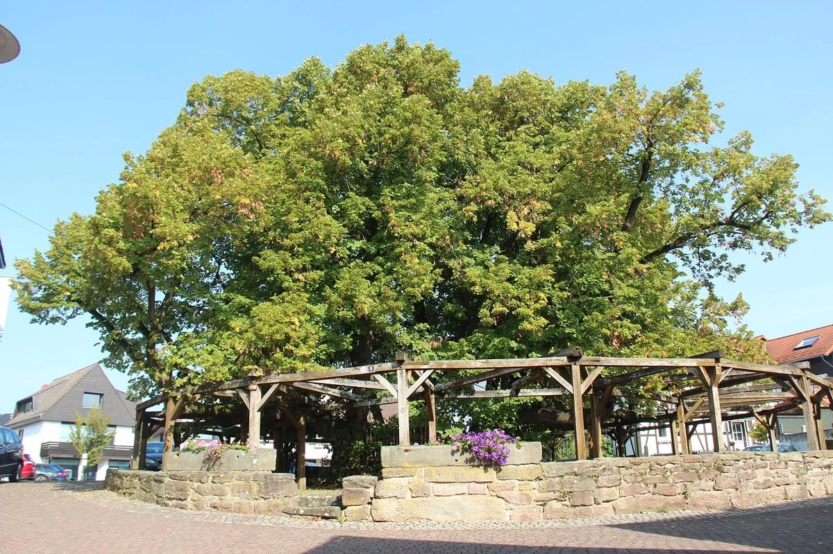 De oudste boom van Duitsland is 1.200 jaar oud en staat in dit dorp - image 1