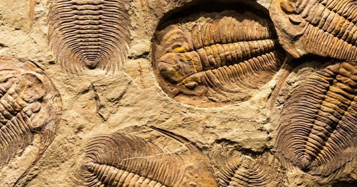 Waarom een 151 miljoen jaar oude mug de evolutionaire tijdlijn van insecten herschrijft