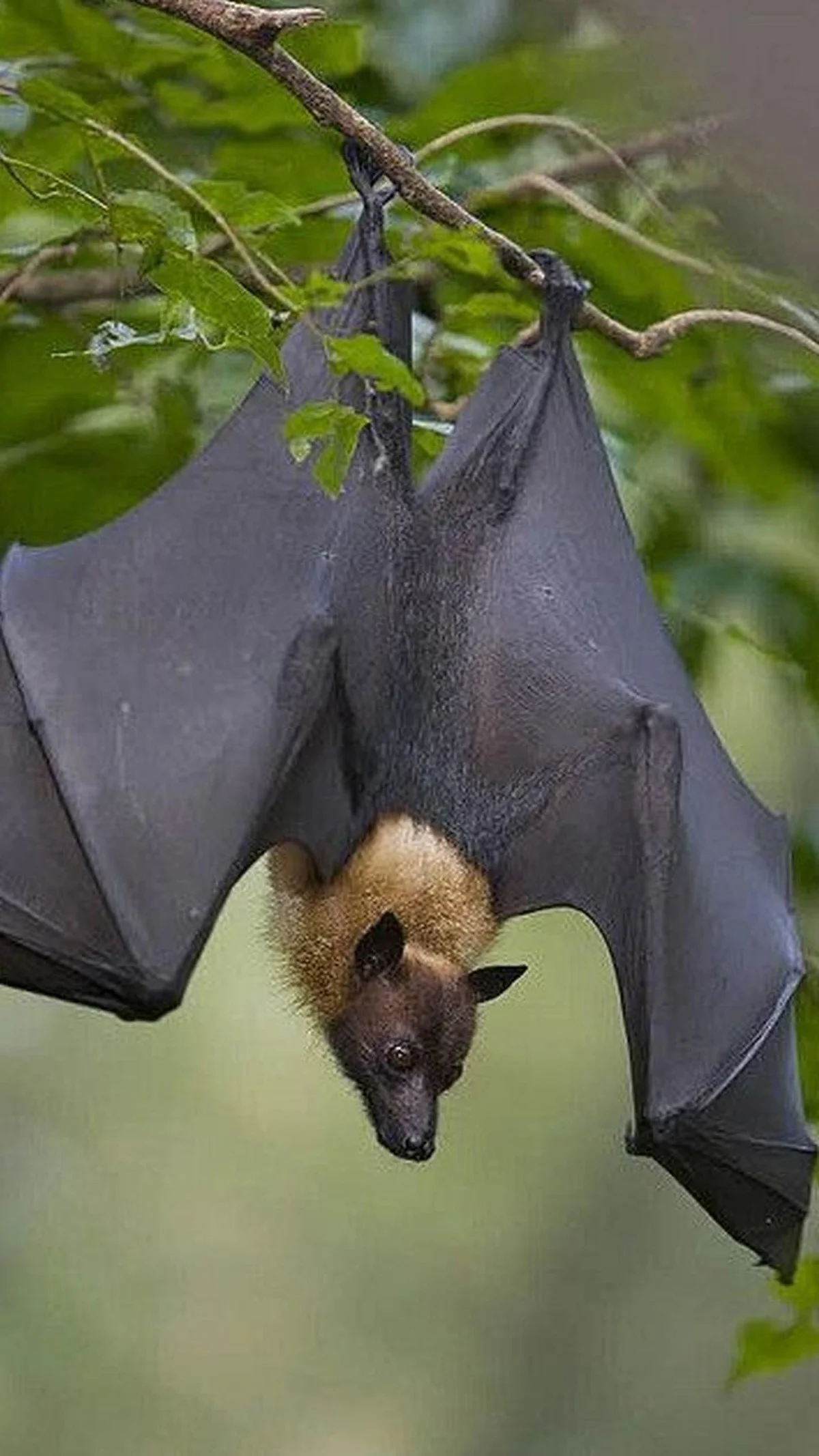 Waarom vleermuizen ondersteboven hangen: het verrassende mechanisme achter hun 'slaaproutine'