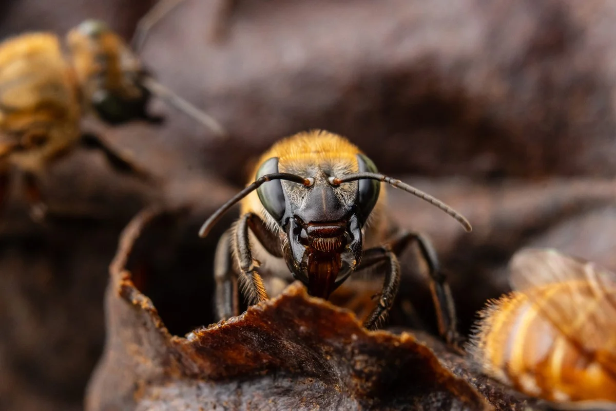 dezeamazonebije-extra-2.webp Deze Amazone-bijen krijgen iets wat niemand anders heeft: het is een wereldprimeur - image 2