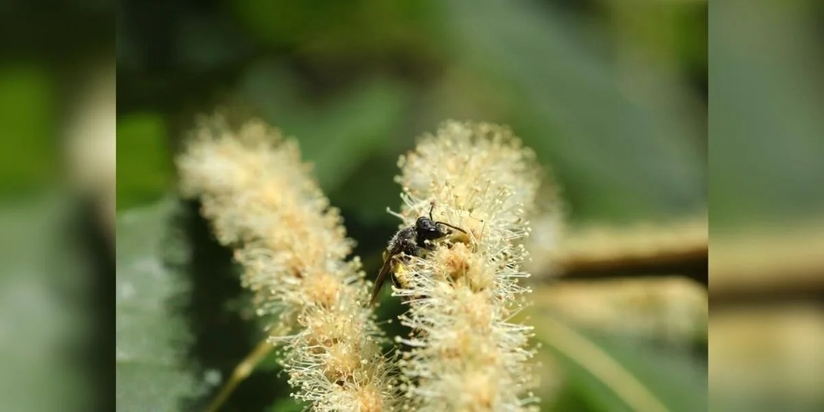 De boom die bijna uit Nederland verdween, brengt nu een minuscule, onverwachte bezoeker terug