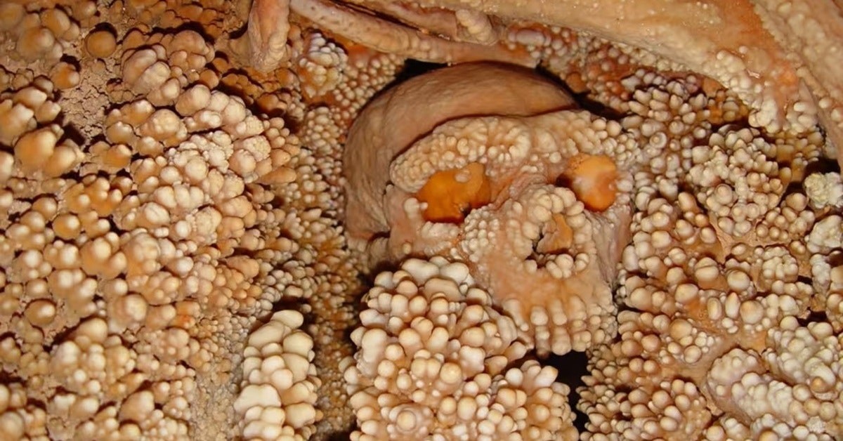 Nieuwe inzichten in de neusstructuur van de Altamura-man
