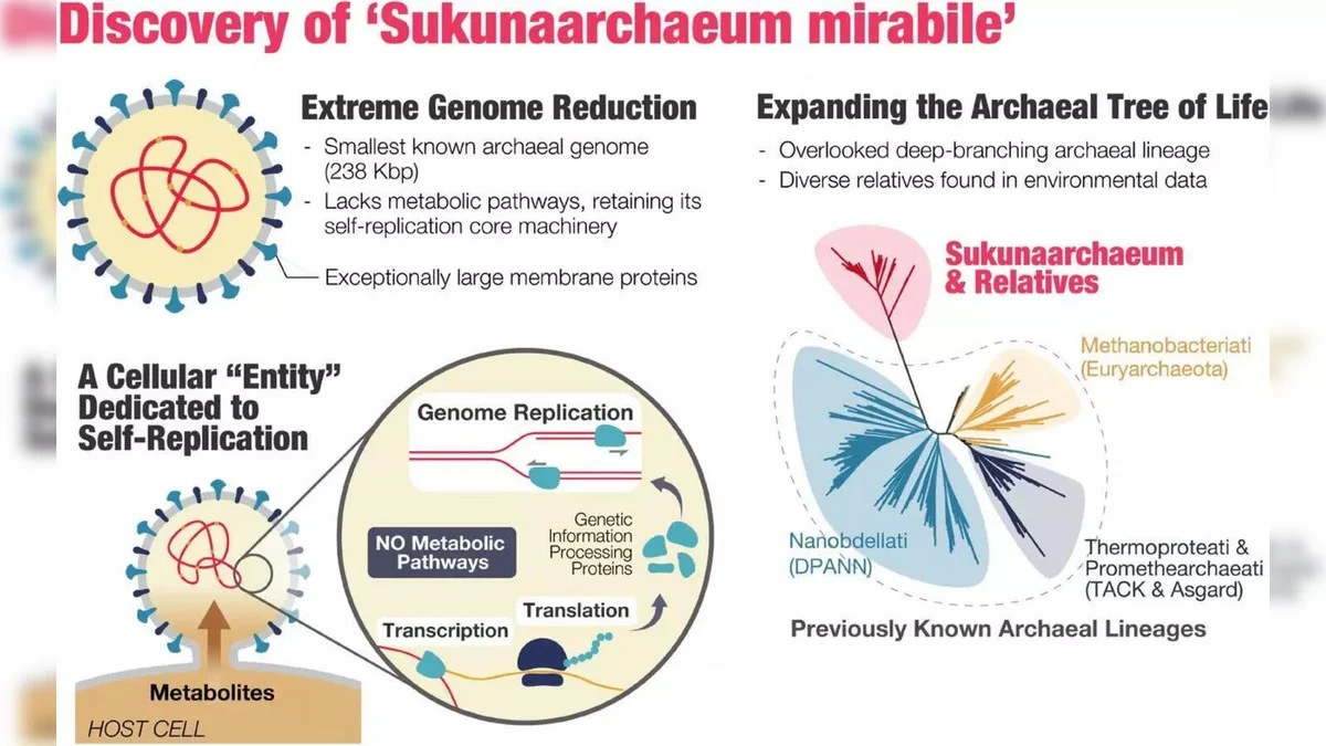 Een nieuw organisme zit precies tussen leven en virus in geklemd - image 2