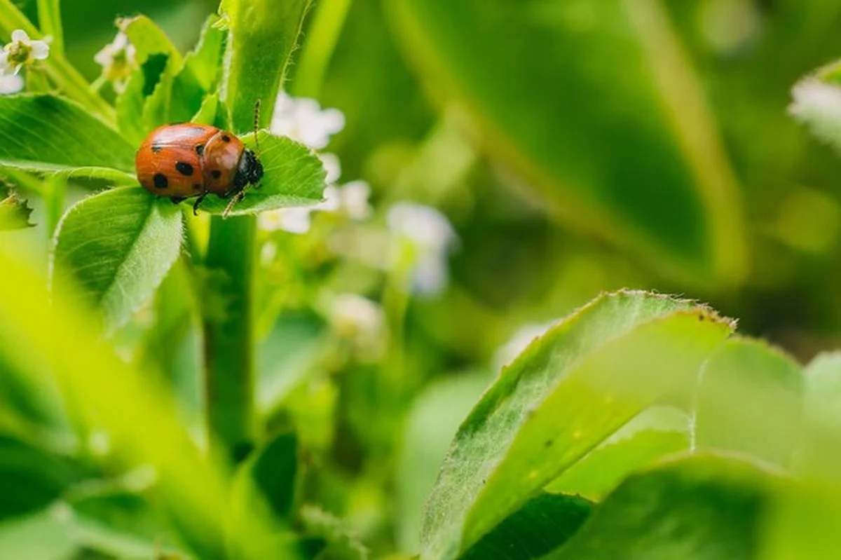 Mollenkrik in de tuin: feiten, mythen en ecologische rol - image 2