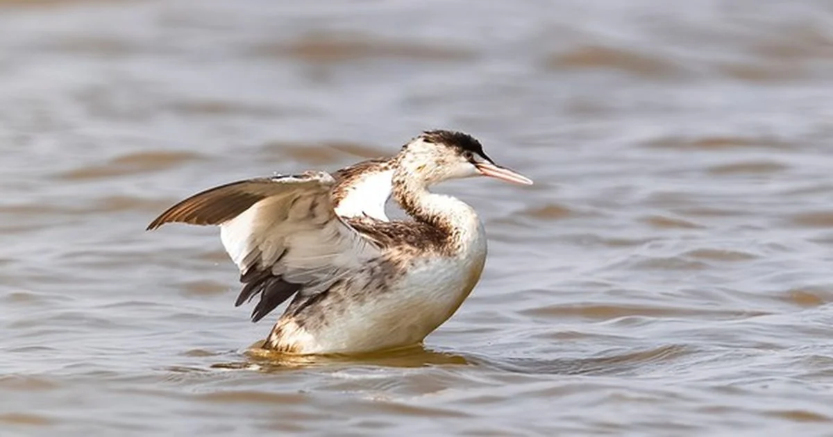 De wetenschappers ontdekken een zeldzame 'grote kuifkoet' bij de Ba Lạt-rivierdelta