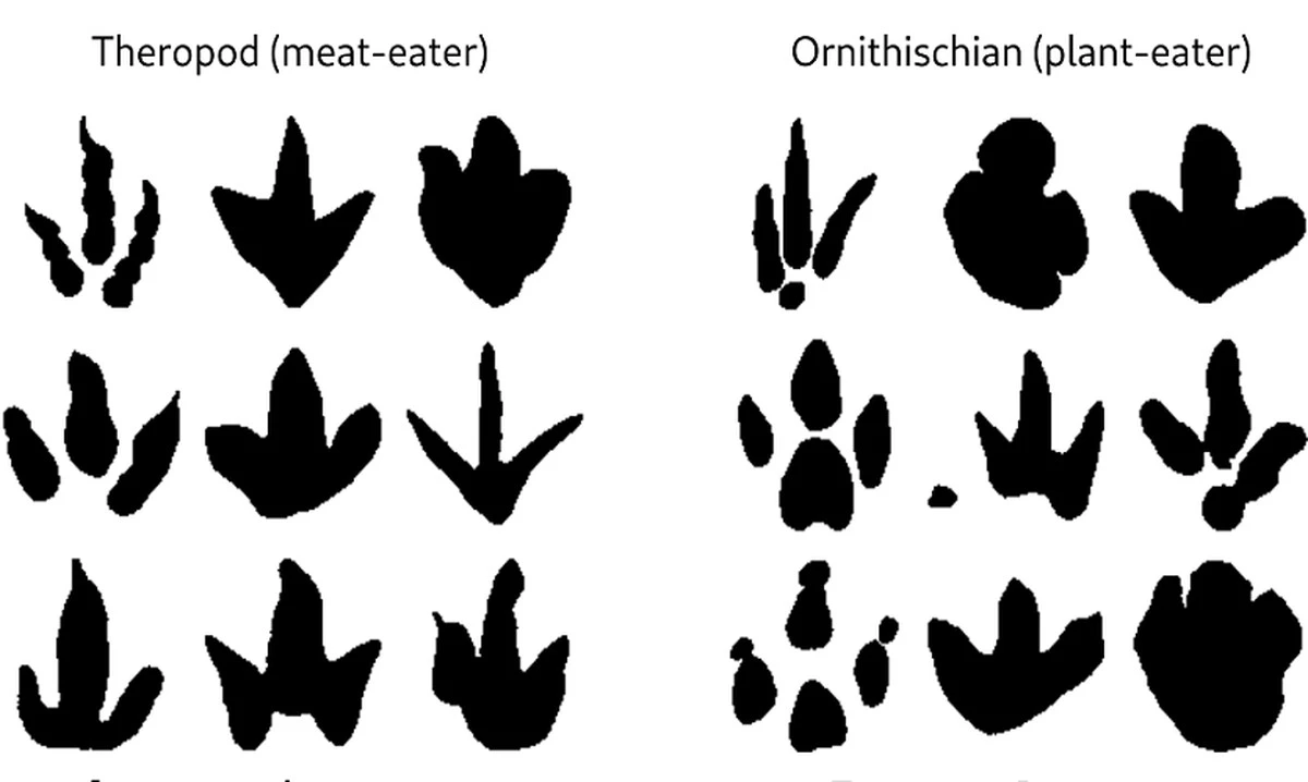 Dit is hoe de AI nu voetafdrukken van dinosaurussen classificeert - image 1