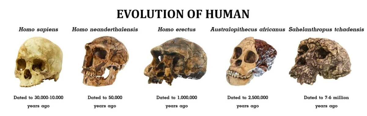 De voet die ons menselijk verhaal herschrijft: dit betekent de nieuwe Australopithecus voor evolutie - image 1