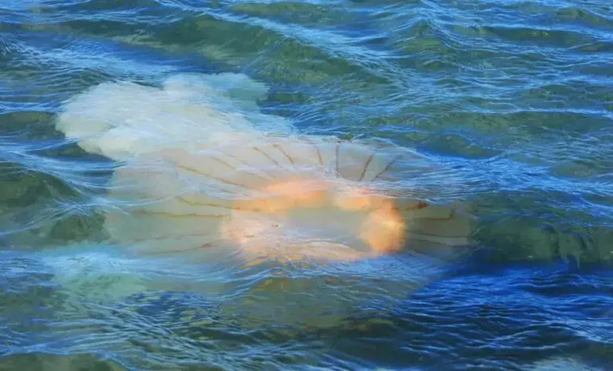 Waarom de Zuid-Amerikaanse kwallenstranden in Puerto Madryn steeds vaker massaal aanspoelen - image 2