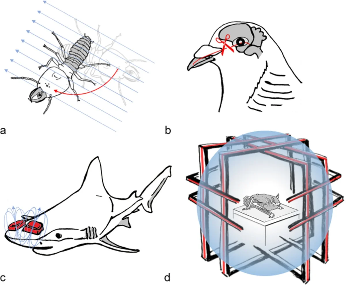 Waarom vogels hun weg vinden zonder navigatie op je telefoon - image 2