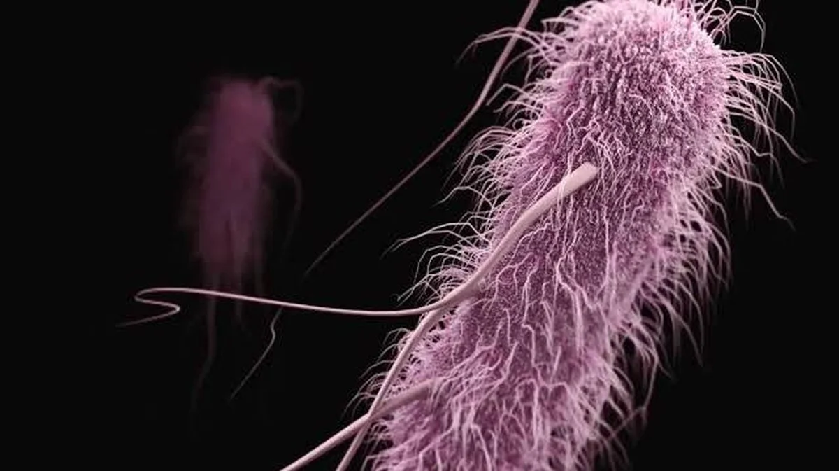 De E. coli die 80.000 generaties overleefde: wat we al leerden