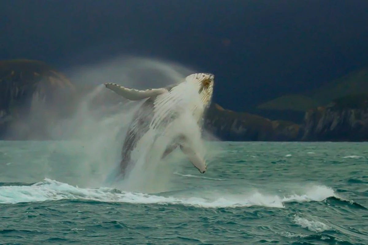 Waarom Chileense wateren de dodelijkste plek zijn voor walvissen
