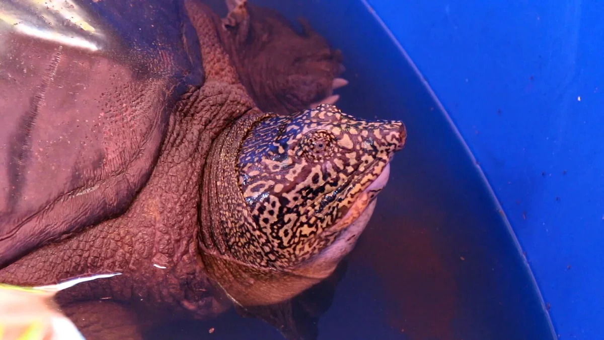 De zeldzaamste schildpad ter wereld verrassend gespot in het regenwoud van Đắk Lắk - image 1