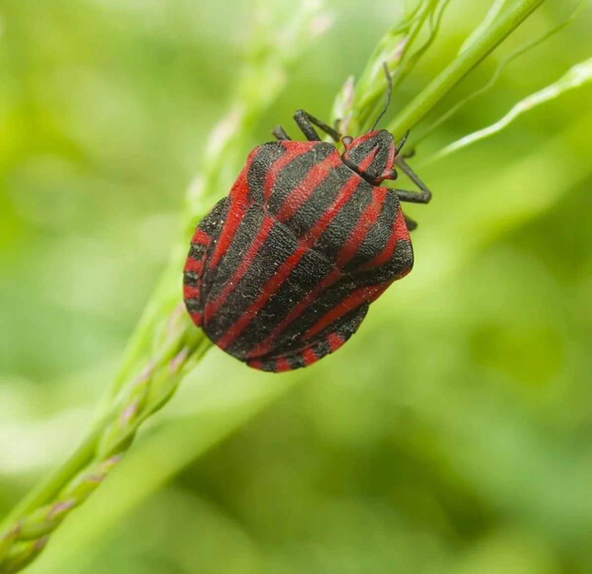 Deze felrode kever die niemand kent, nestelt nu in uw natuurpark (en hij lijkt op iets anders) - image 1