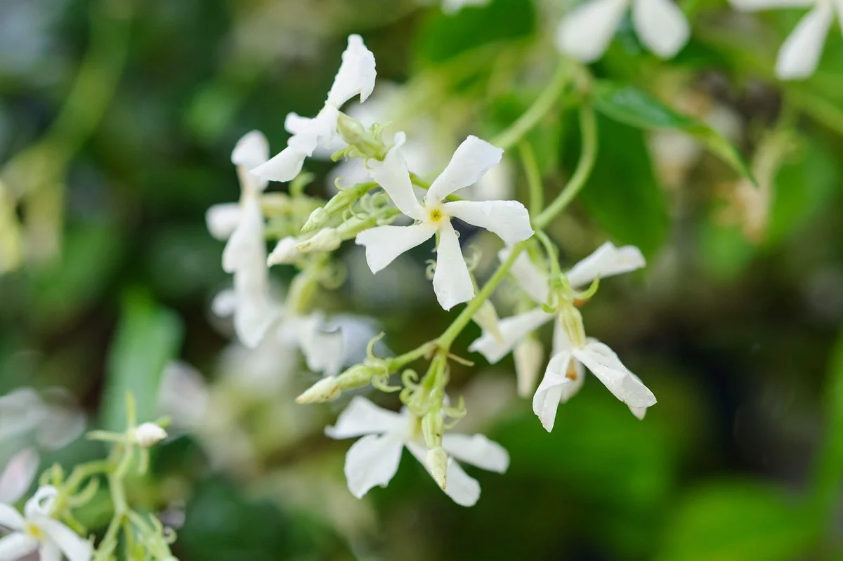 waaromjedeklimp-extra-1.webp Waarom je de klimplant met bedwelmende geur nu in je tuin moet zetten - image 1