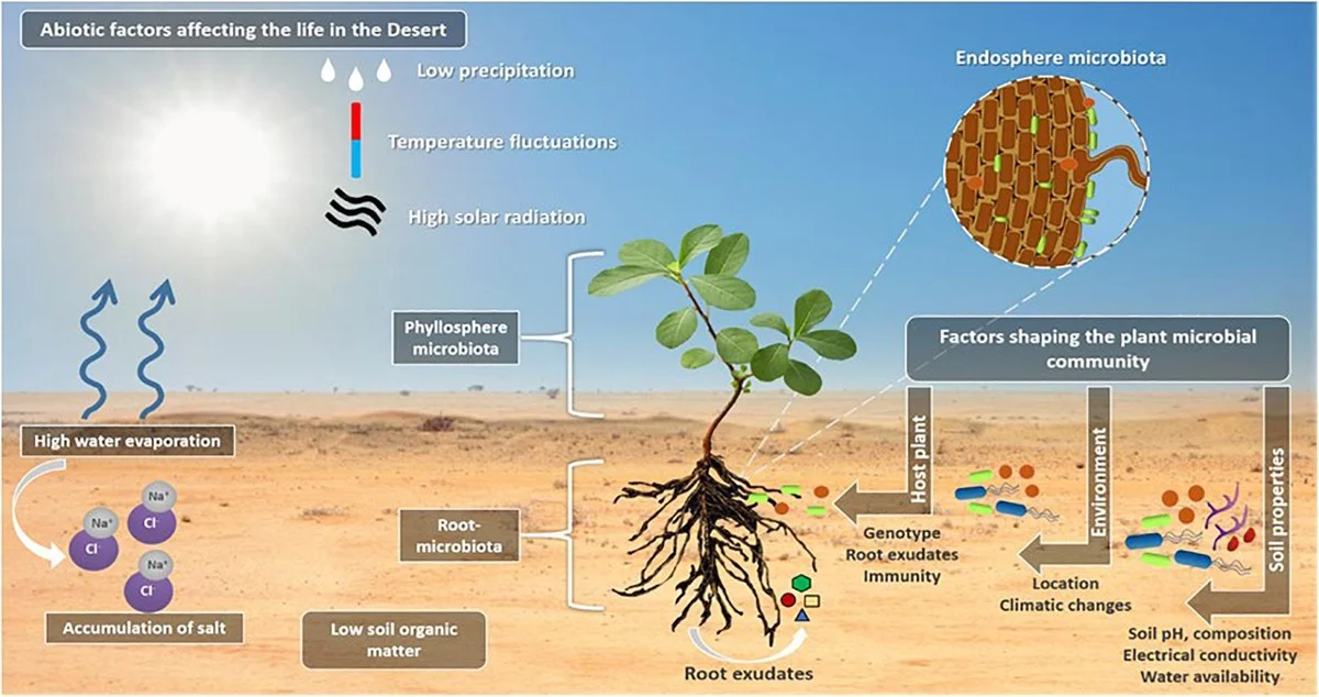 De énéén-jaar regel: Waarom wetenschappers nu algenblokken in de woestijn gooien - image 1