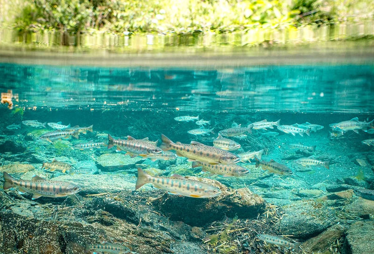 De nuchtere cijfers achter de ‘nationale schat’-zalm: waarom de populatie stabiel blijft - image 1