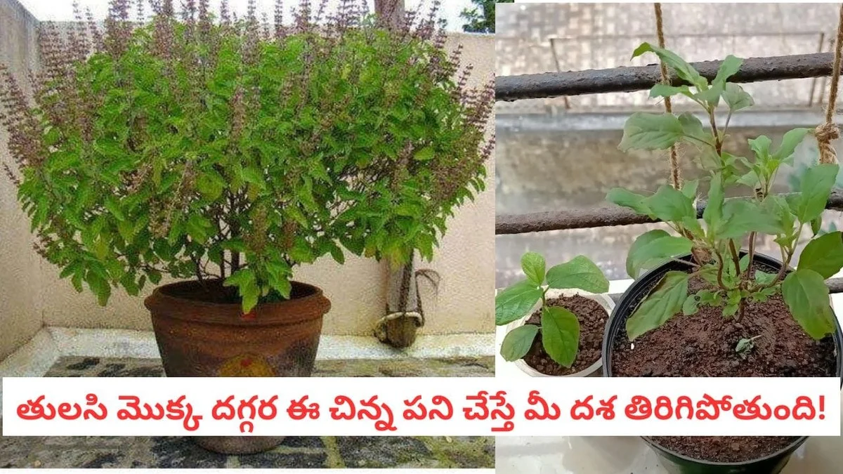 Waarom ervaren specialisten één muntstuk onder de basilicum in de pot begraven