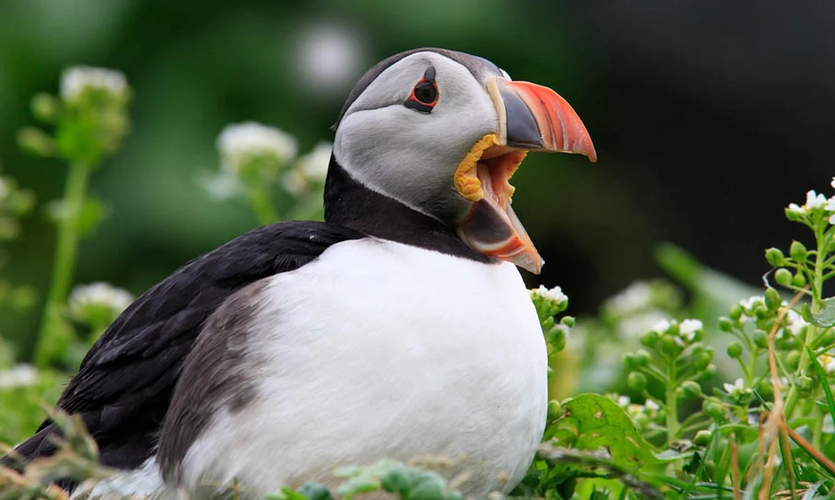 Zoveelste vogel uit Faeröer aangezien op strand bij Stenbjerg - image 1