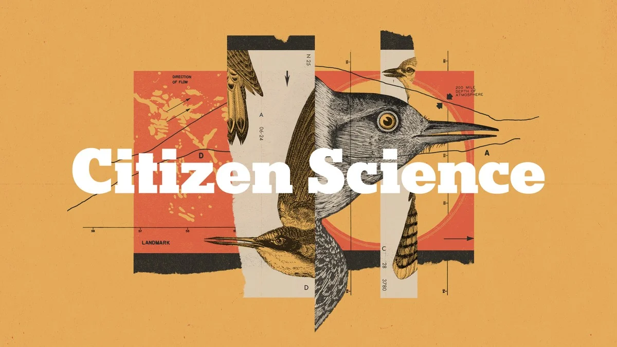 De onverwachte reden waarom die ene vogel plotseling wegbleef bij je voedersilo - image 2