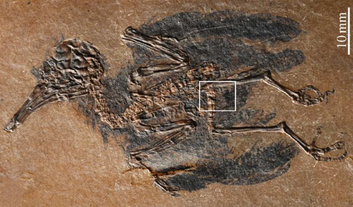 De Archaeopteryx miste de peilstok, maar deze nieuwe vondst verandert alles over de vroege vlucht - image 2