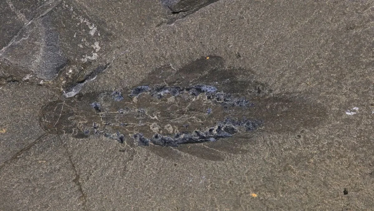 Waarom deze 500 miljoen jaar oude 'Zee-Mot' met drie ogen de evolutie van geleedpotigen herdefinieert