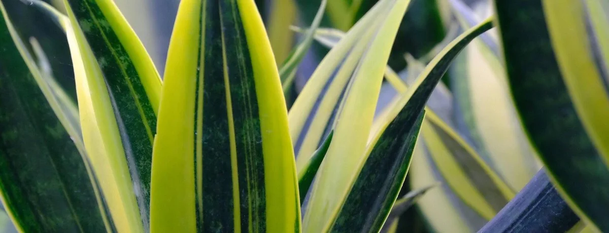 Acht kamerplanten die floreren in de donkerste hoek van je huis
