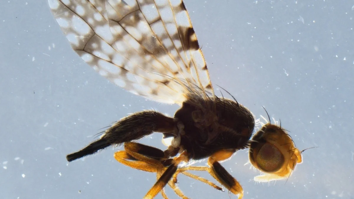 Turun bedreiging onder brug gevonden - image 2