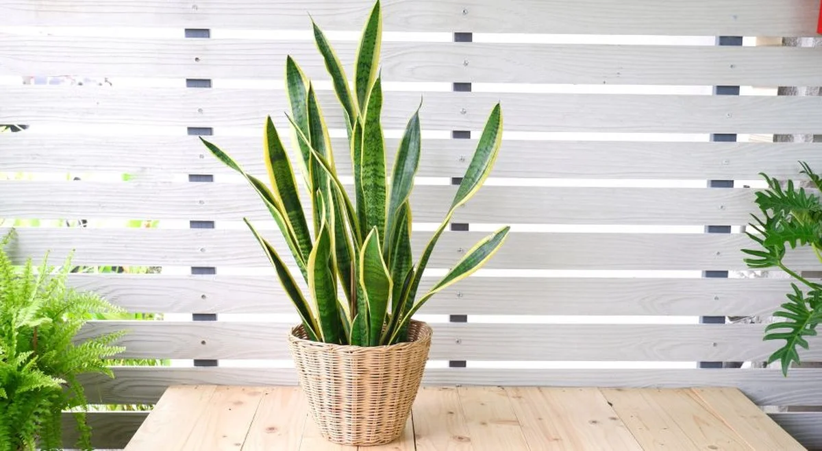 De Stiefmoederstong groeit als kool: dit simpele huis-tuin-en-keukenmiddel maakt het verschil