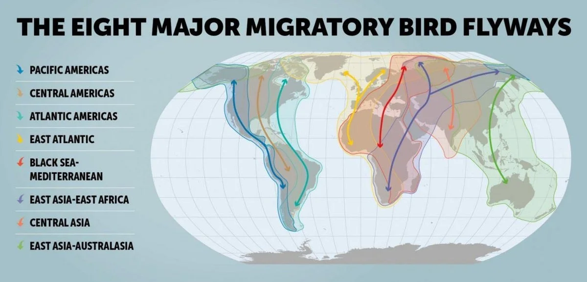 Een onverwacht signaal uit de lucht: waarom de trekvogels plotseling hun vaste routes wijzigen - image 1