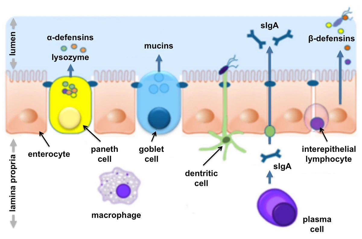Gastro-expert onthult: de microscopische 