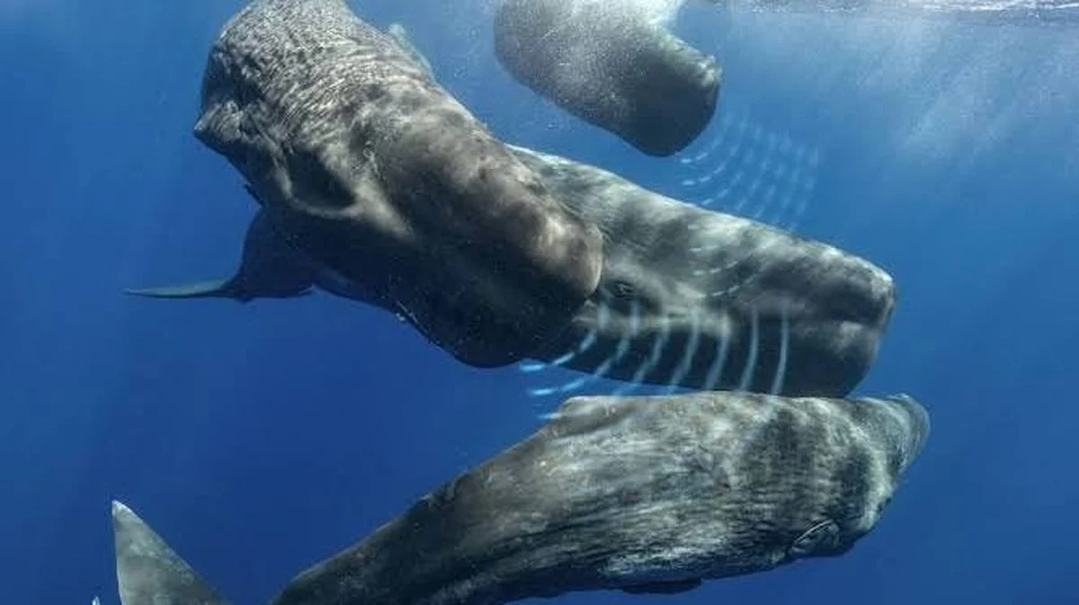 De 143 'woorden' van de potvis: wat een onderzoeker leert na 8.000 gesprekken