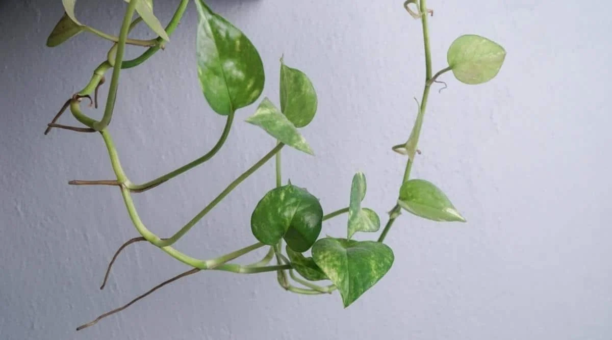 Waarom jouw potos plotseling stopt met groeien (en hoe je dit écht oplost) - image 1