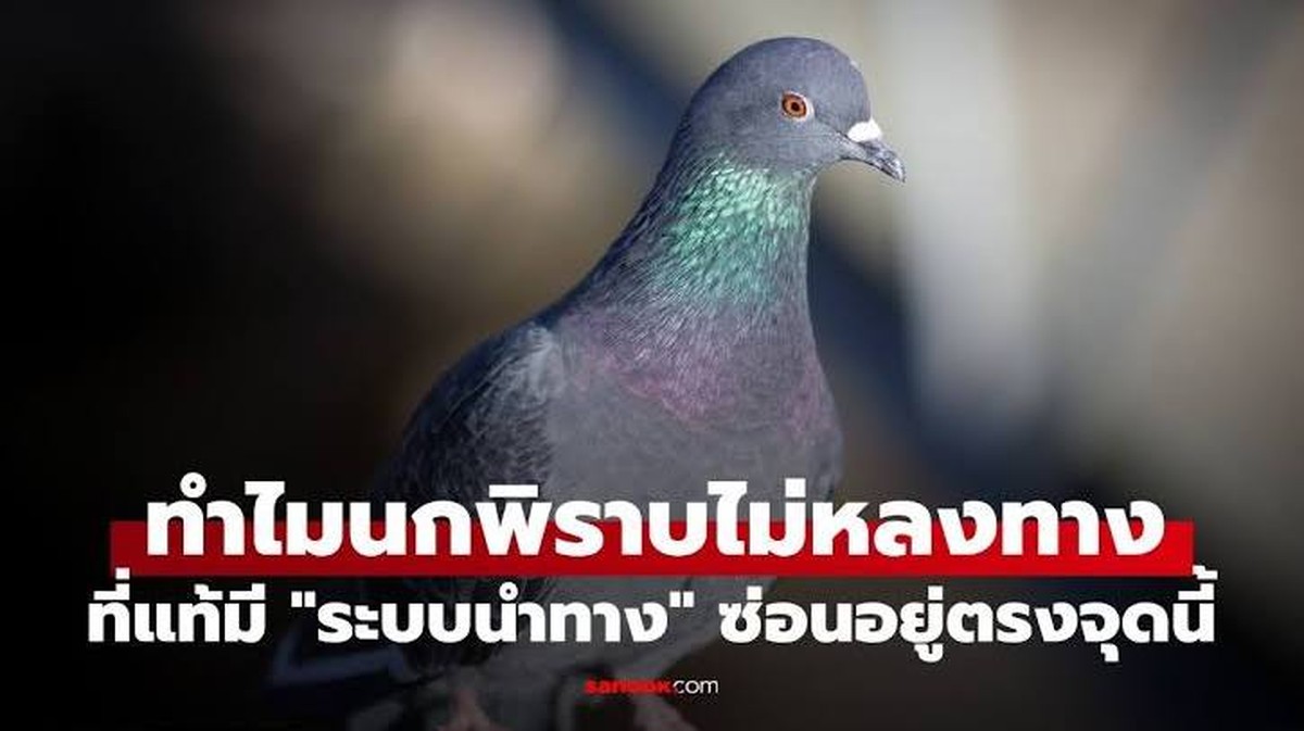 Waarom duiven niet verdwalen: het kompas in het binnenoor