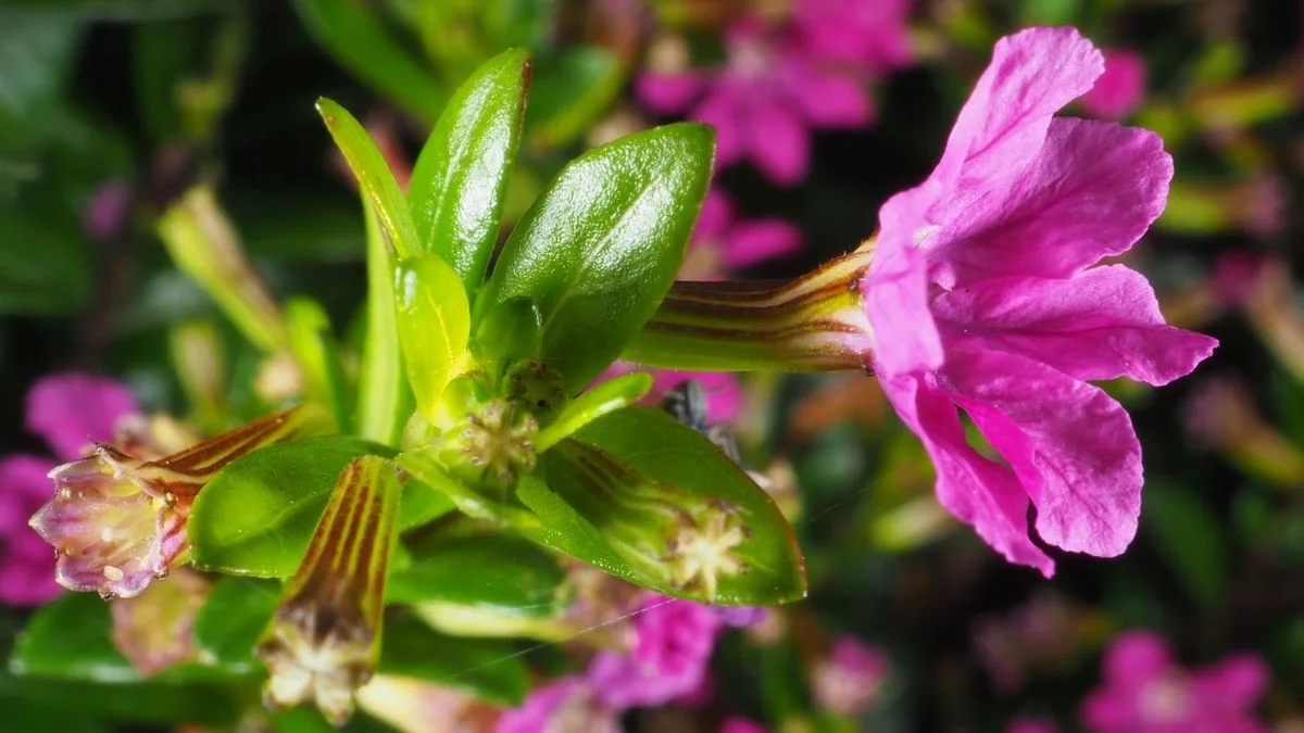 De Cuphea: de groenblijvende struik die 365 dagen bloeit (zonder de aandacht van petunia’s)