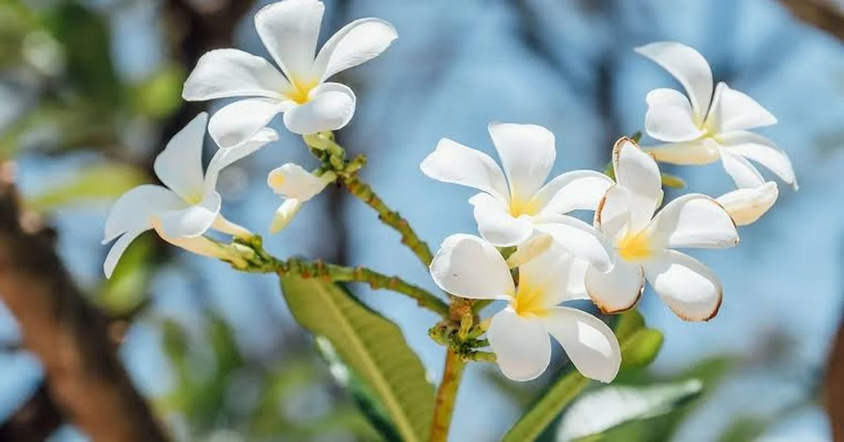 Waarom je de winterjasmijn in de koudste maanden in je tuin wilt hebben