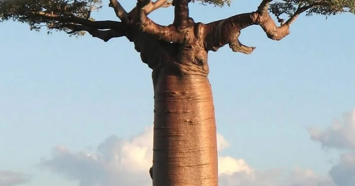 Waarom sommige bomen op Madagaskar eruitzien alsof ze van een andere planeet komen
