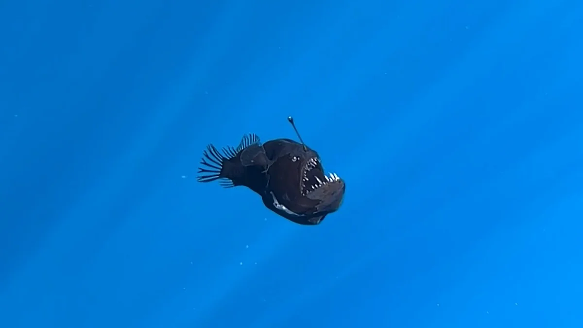 duikers spotten mysterieuze 