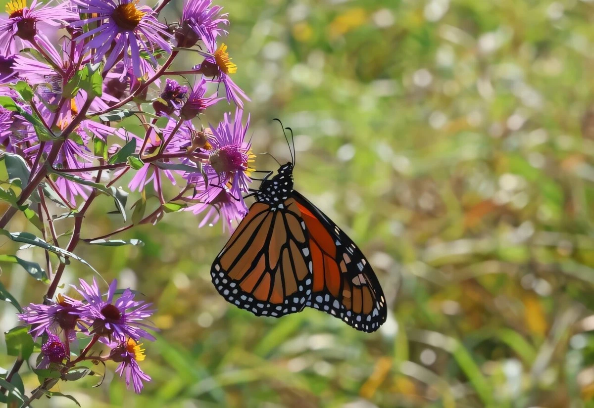 Zo maakt 0,6 graden meer het nectar van koninginnepagebloemen onbruikbaar - image 2